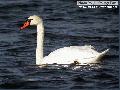 혹고니 Mute Swan; WV